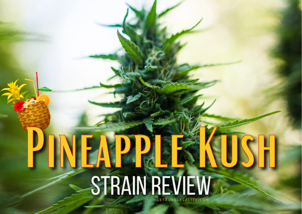 Pineapple Kush Strain Review & Growing Guide, marijuana, weed, cannabis seeds, Dr. Seeds