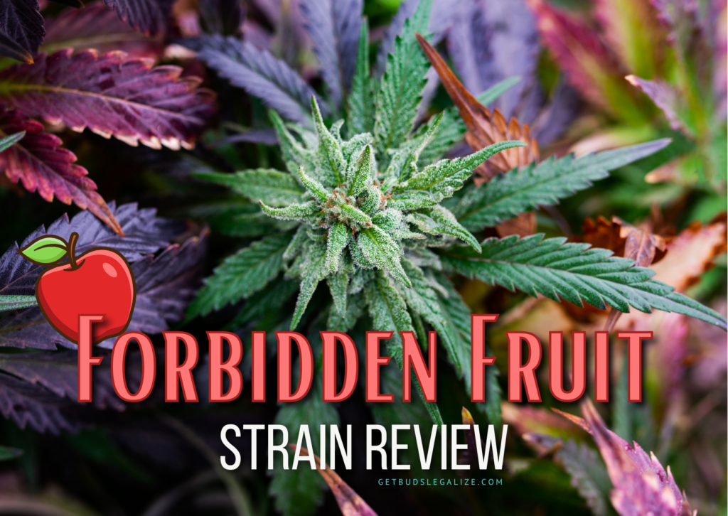 Forbidden Fruit Strain Review & Growing Guide, marijuana, weed, cannabis seeds, dr.seeds