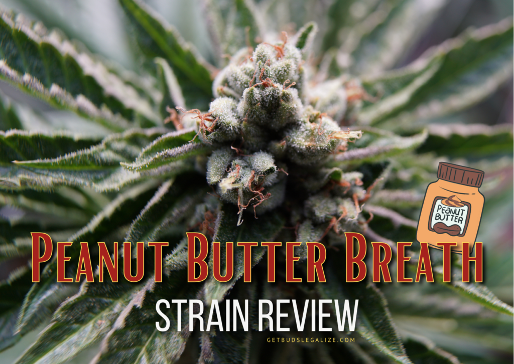 Peanut Butter Breath Strain Review & Growing Guide, MARIJUANA, WEED, CANNABIS SEEDS, DR.SEEDS. SEEDSMAN