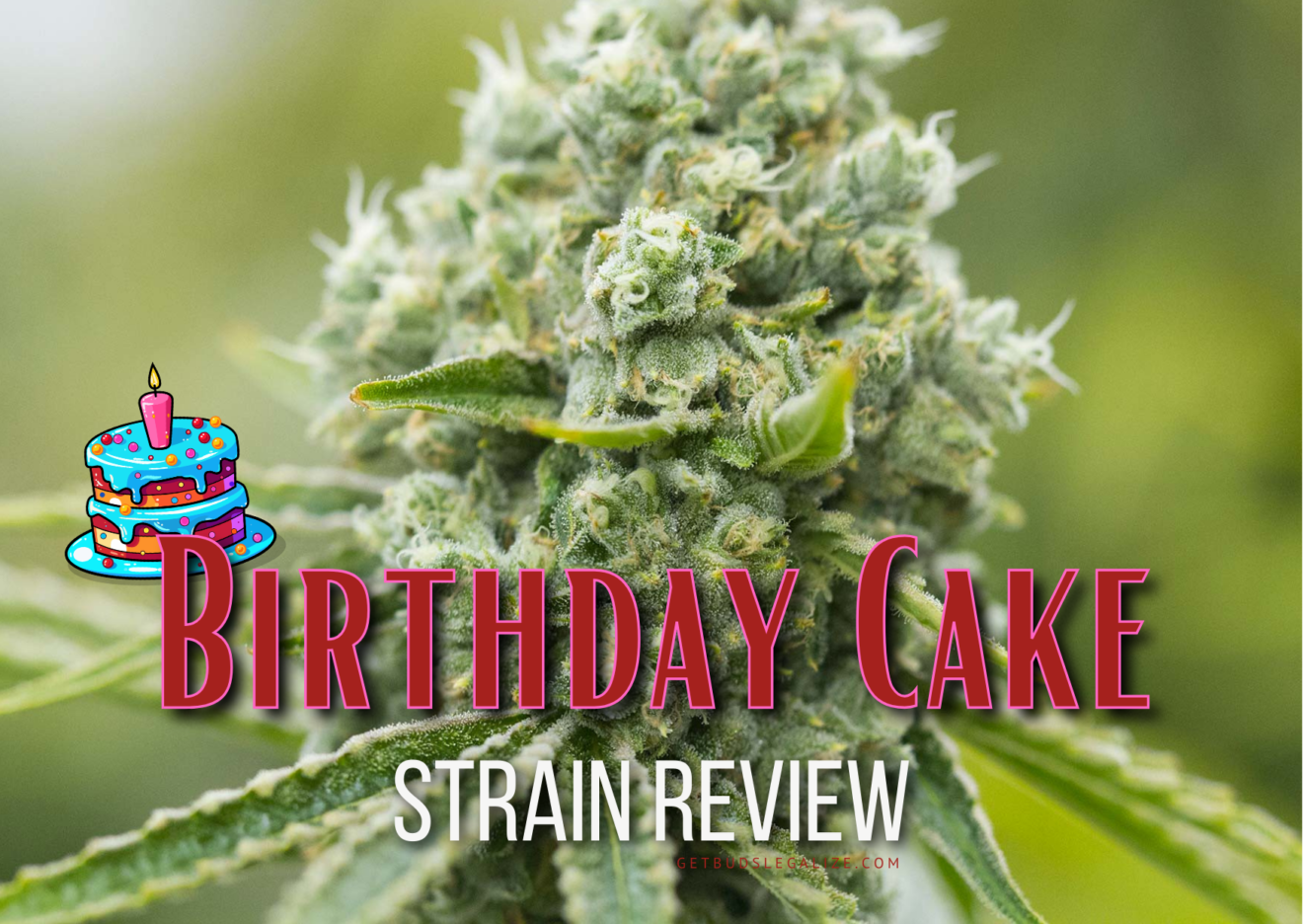 Birthday Cake Strain Review Growing Guide Aka Birthday Cake Kush   The Ultimate 45 1320x936 