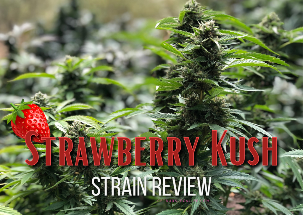 Strawberry Kush Strain Review & Growing Guide, marijuana, weed, cannabis seeds, ilgm