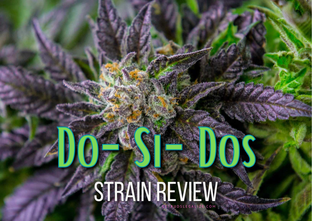 Do-Si-Dos Strain Review & Growing Guide, marijuana, weed, cannabis seeds, ILGM, Barneys farm