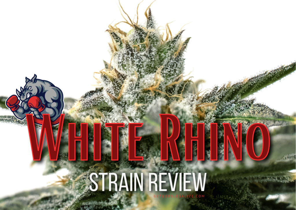 White Rhino Strain Review & Growing Guide, weed, marijuana, cannabis seeds, ilgm, green house seeds