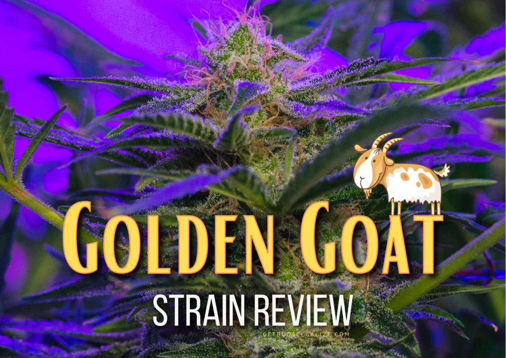 Golden Goat Strain Review & Growing Guide, marijuana, weed, cannabis seeds, Dr. Seeds