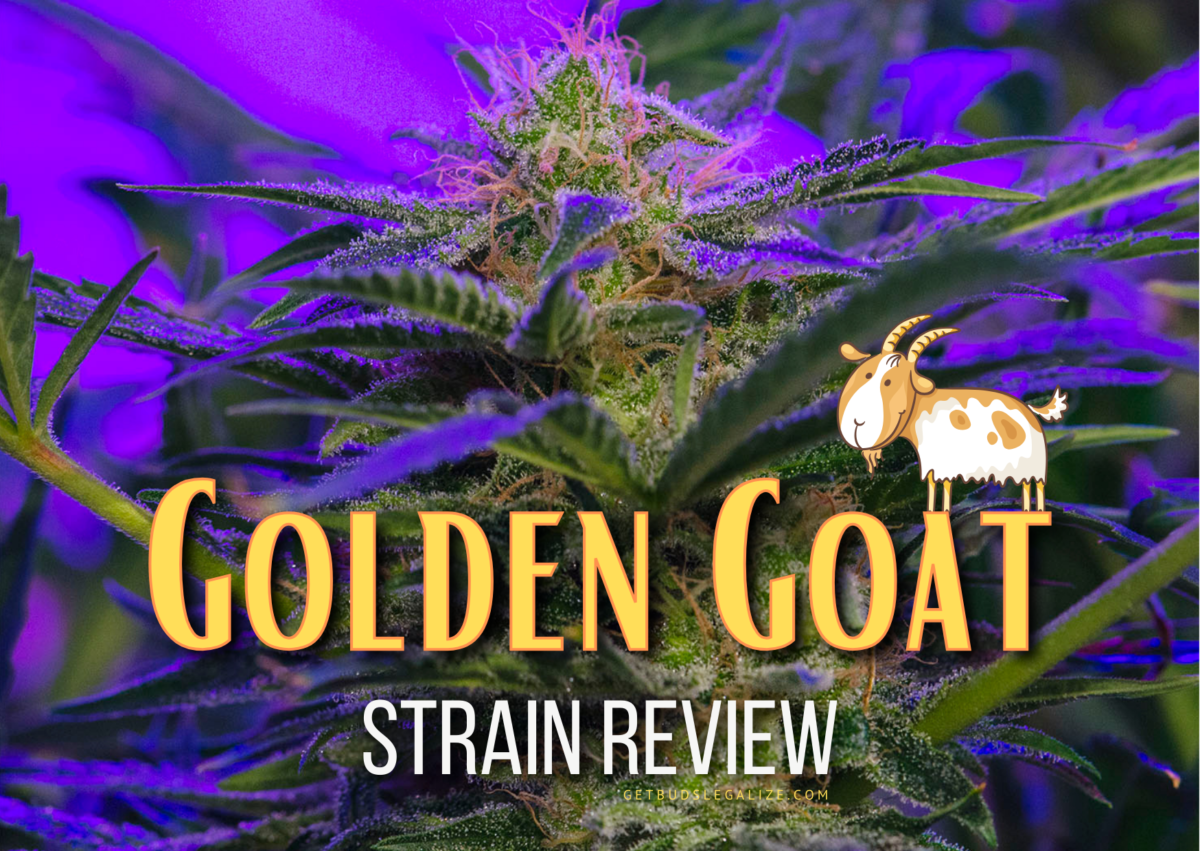 Golden Goat Strain Review & Growing Guide | All You Need to Know