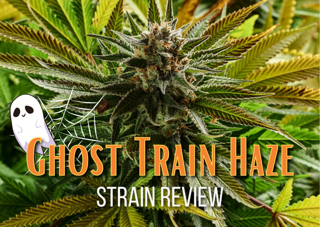 Ghost Train Haze Strain Review & Growing Guide, weed, marijuana, cannabis seeds, Dr. Seeds, Rare Dankness