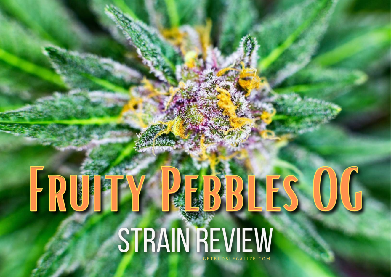 Fruity Pebbles Strain Review & Growing Guide