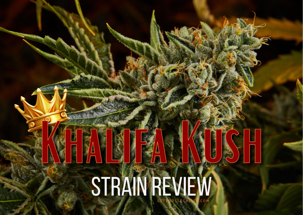 Khalifa Kush Strain Review & Growing Guide, marijuana, weed, cannabis seeds, Dr. Seeds