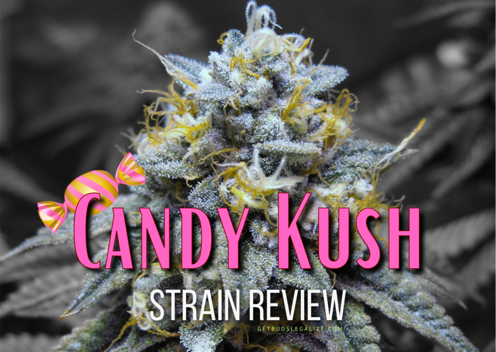 Candy Kush Strain Review & Growing Guide, marijuana, weed, cannabis seeds, ilgm