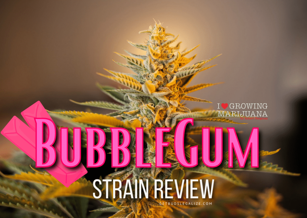Bubblegum strain review, cannabis, marijuana, weed, pot, plant,CANNABIS SEEDS