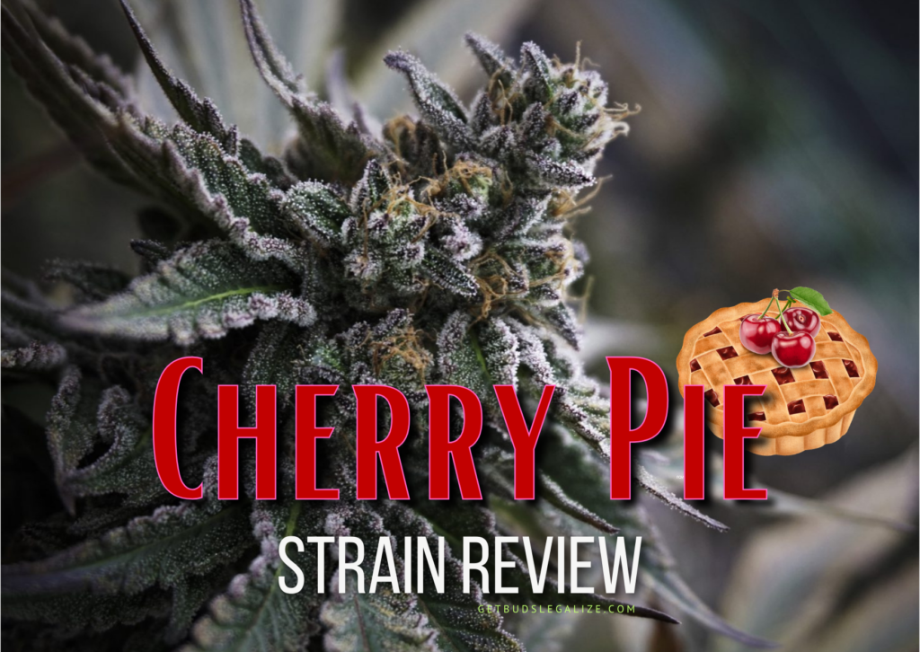 Cherry Pie Strain Review & Growing Guide, weed, marijuana, cannabis seeds, ilgm