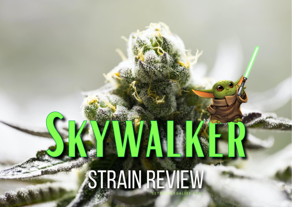 Skywalker Strain Review & Growing Guide, marijuana, weed, cannabis seeds, ilgm, Mazar x Blueberry, Sky strain, Blueberry x Mazar
