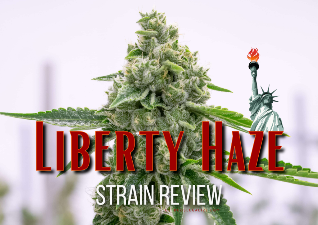 Liberty Haze Strain Review & Growing Guide, marijuana, weed, cannabis seeds, seedsman, Barneys Farm