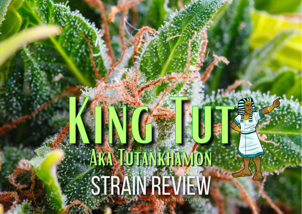King Tut Strain Review & Growing Guide, Tutankhamon strain, weed, marijuana, cannabis seeds, Pyramid Seeds, Seedsman