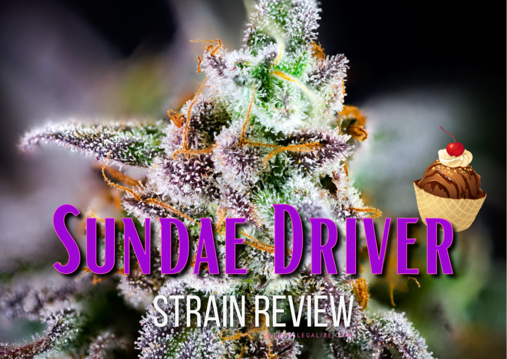 Sundae Driver Strain Review & Growing Guide, marijuana, weed, cannabis seeds, Seedman, Royal Queen Seeds