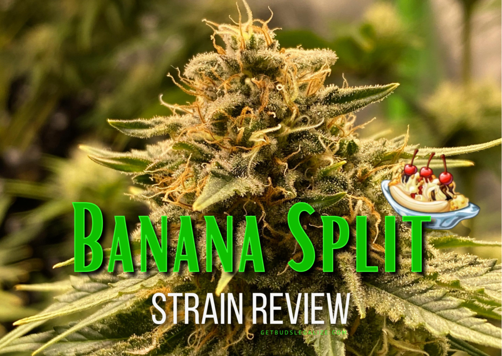 Banana Split Strain Review & Growing Guide, WEED, MARIJUANA, CANNABIS SEEDS, dR. sEEDS