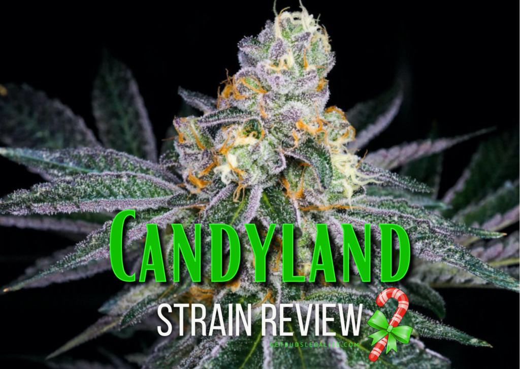 Candyland Strain Review & Growing Guide, MARIJUANA, WEED, CANNABIS SEEDS, dR. sEEDS