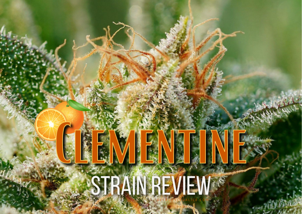 Clementine Strain Review & Growing Guide, weed, marijuana cannabis seeds, dr. seeds