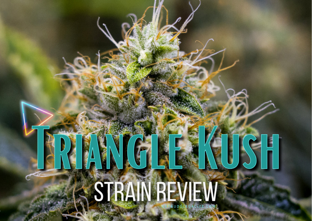 Triangle Kush Strain Review & Growing Guide, marijuana, weed, cannabis seeds, Dr. Seeds