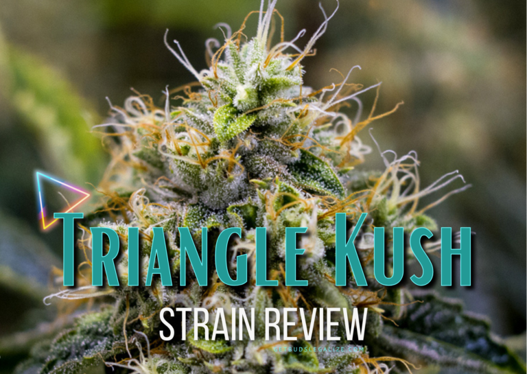 Triangle Kush Strain Review & Growing Guide | Learn All About ...