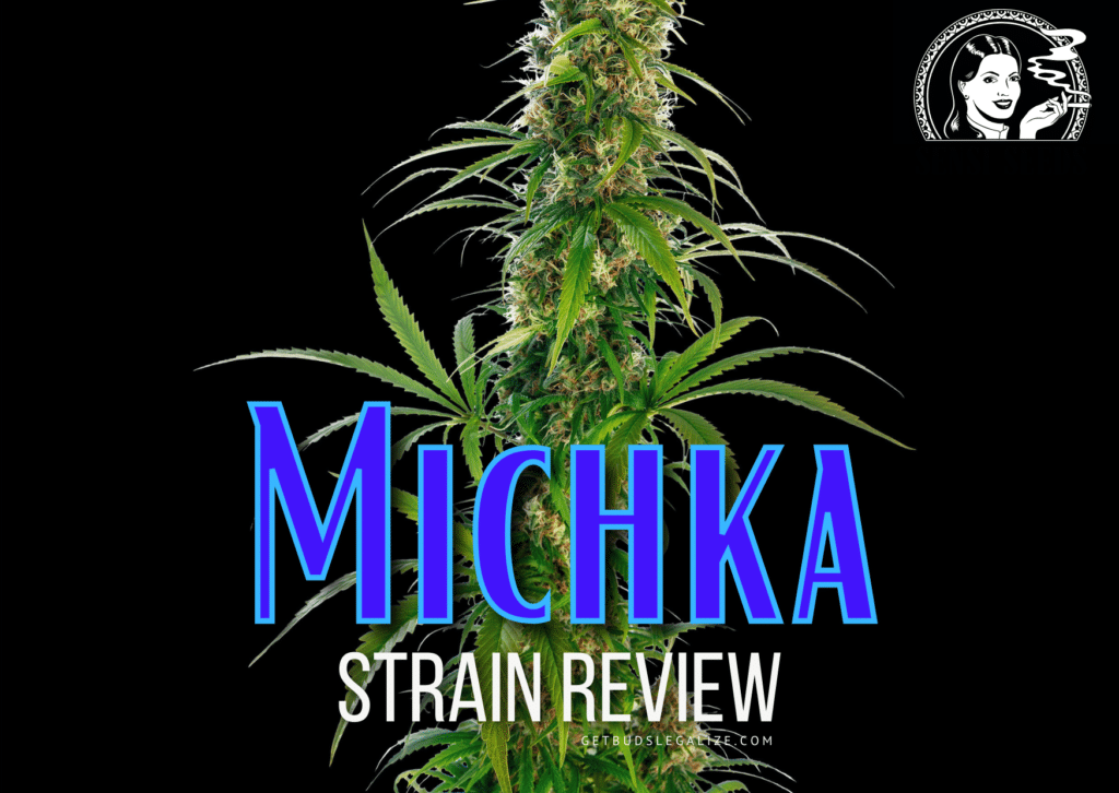 michka strain review, cannabis, weed, pot, marijuana, sensi seeds