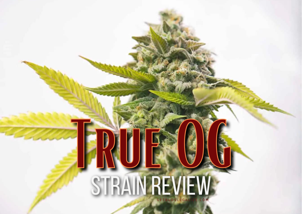 True OG Strain Review & Growing Guide, weed, marijuana, cannabis seeds, Dr. Seeds