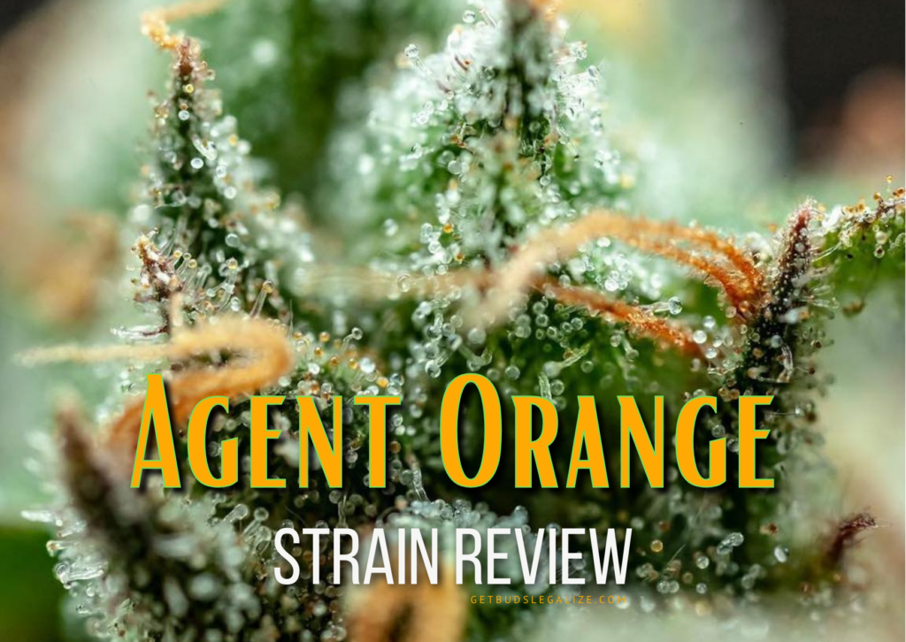 Agent Orange Strain Review & Growing Guide, weed, marijuana, cannabis, feminized, seeds, ilgm, crop king seeds