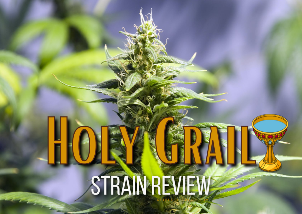 Holy Grail Strain Review & Growing Guide, weed, marijuana, cannabis, seeds, seedsman, dna genetics