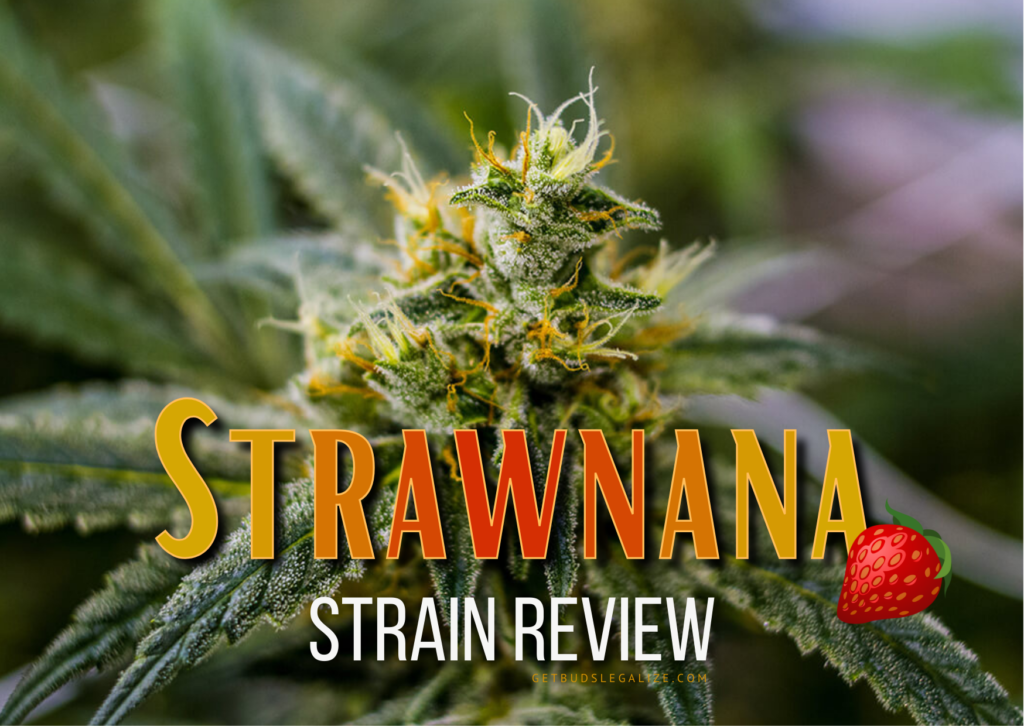 Strawnana Strain Review & Growing Guide, weed, marijuana, cannabis seeds, strawberry banana strain