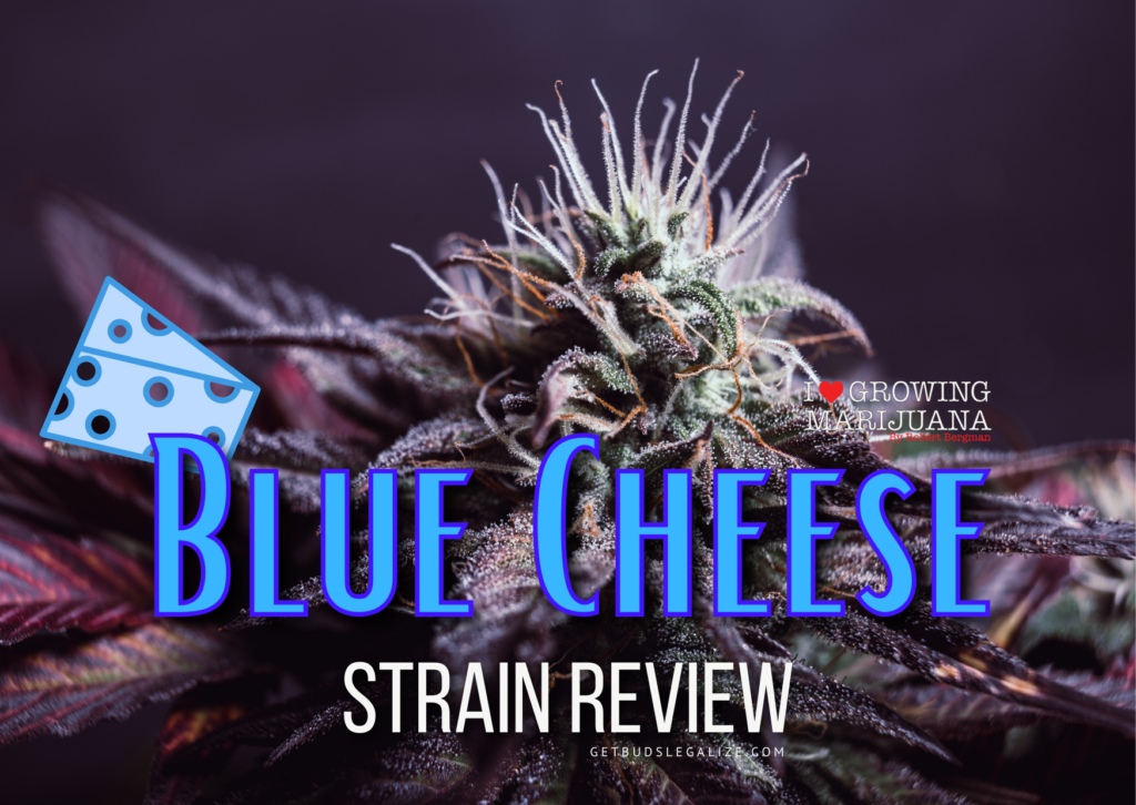 Blue Cheese strain review, cannabis, marijuana, weed, pot, seeds, ilgm