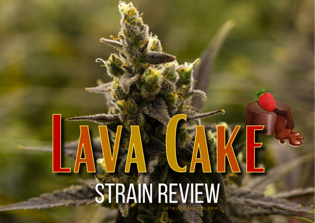 Lava Cake Strain Review & Growing Guide, MARIJUANA, CANNABIS, WEED, DR.SEEDS