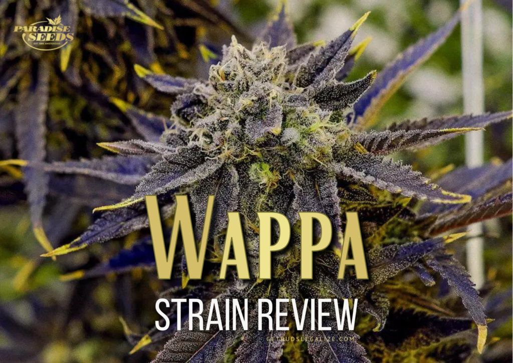 Wappa Strain Review & Growing Guide, weed, marijuana, cannabis seeds, paradise seeds