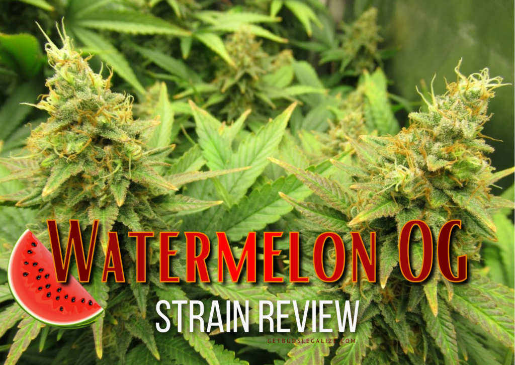 Watermelon OG Strain Review & Growing Guide, weed, marijuana, cannabis seeds
