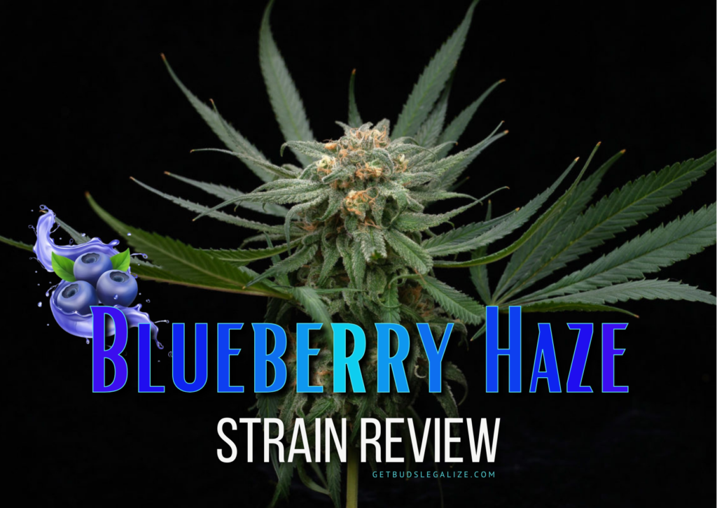 Blueberry Haze Strain Review & Growing Guide, cannabis, weed, marijuana seeds