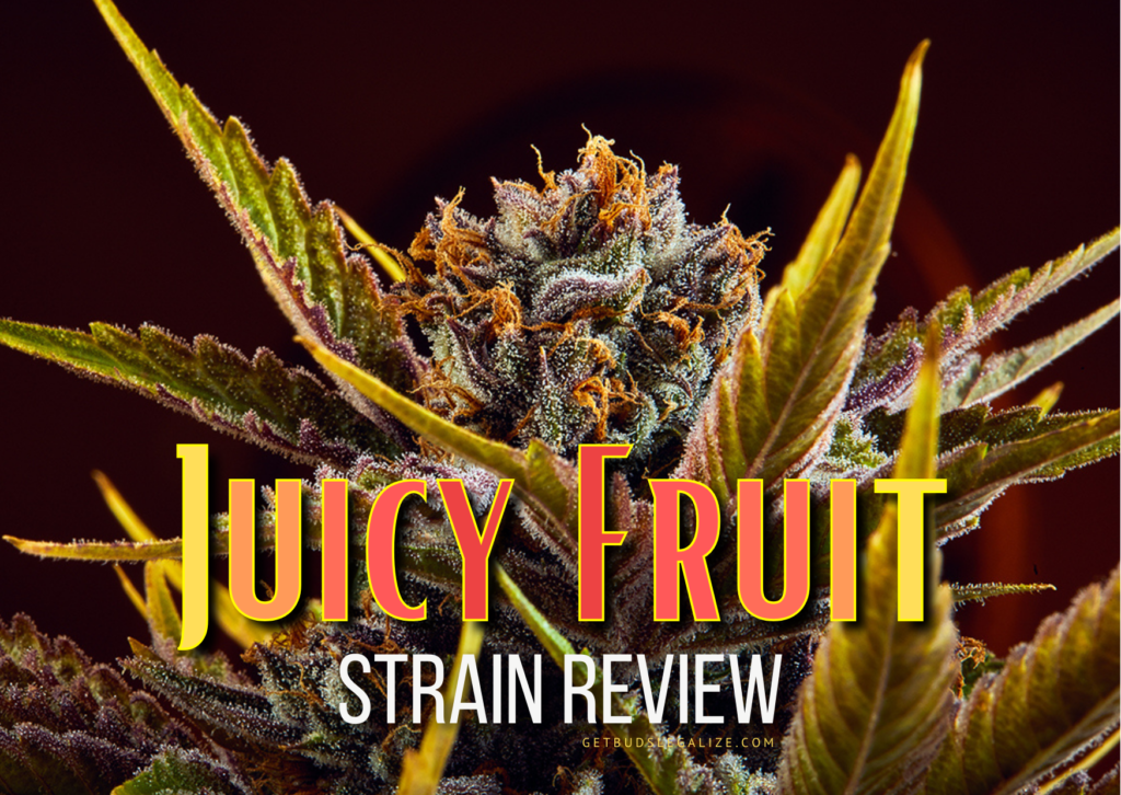 Juicy Fruit Strain Review & Growing Guide, cannabis, weed, marijuana, seeds