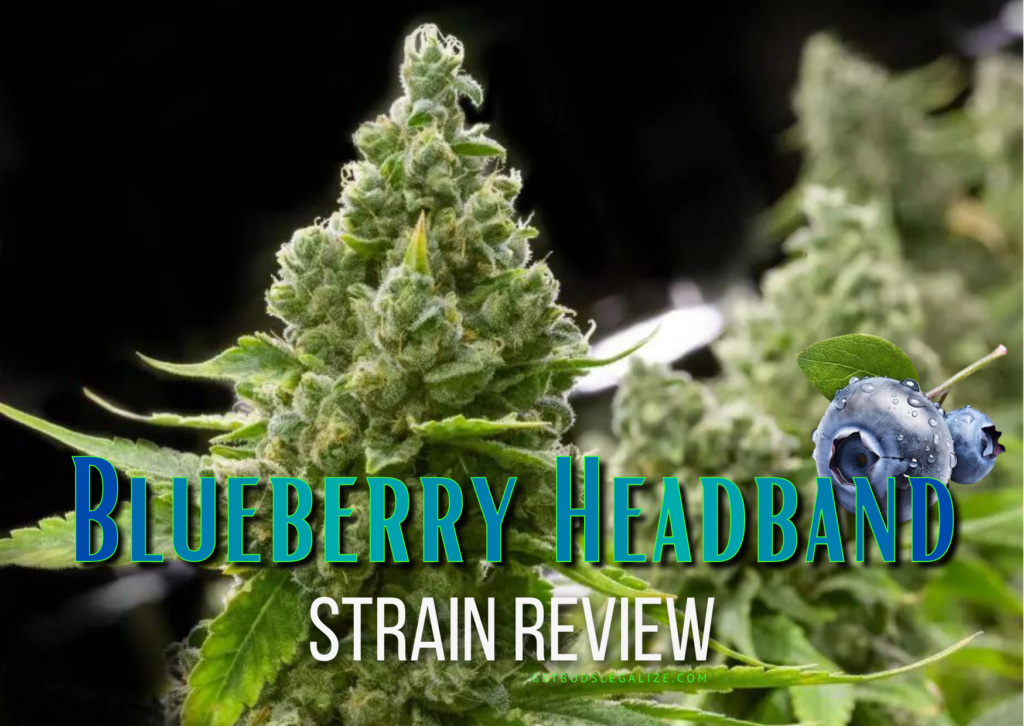 Blueberry Headband Strain Review & Growing Guide, weed, marijuana, cannabis