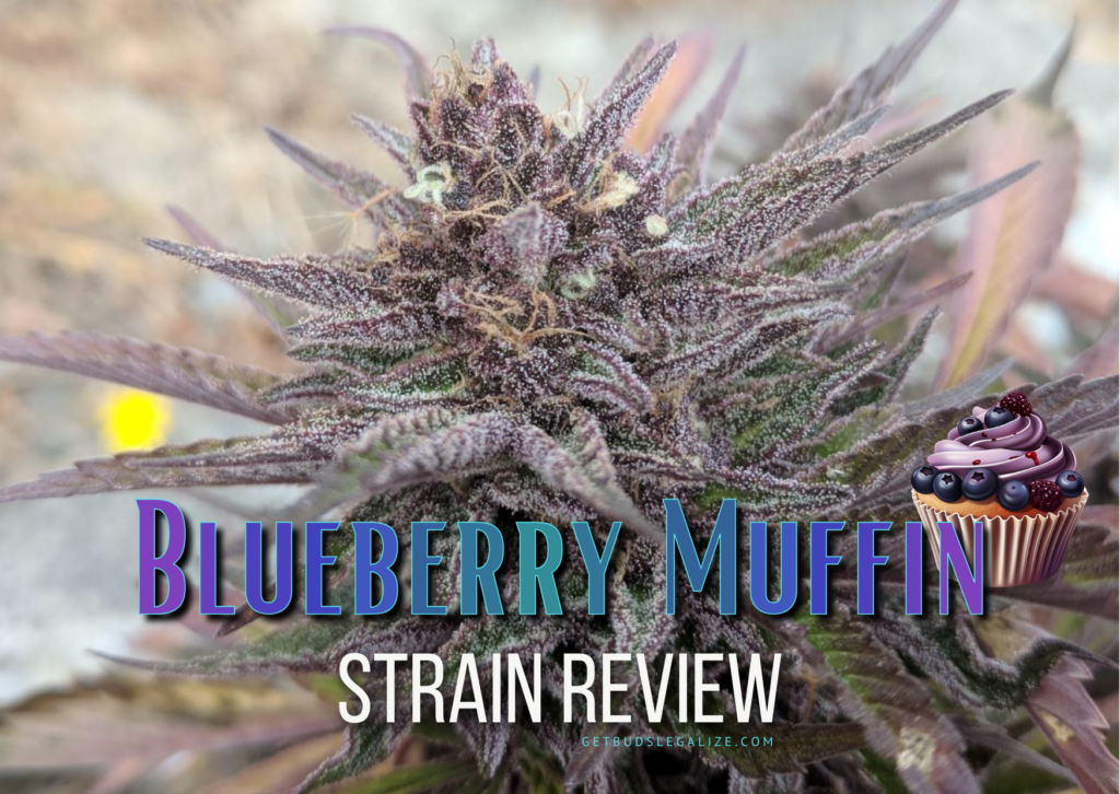 Blueberry Muffin Strain Review & Growing Guide, WEED, MARIJUANA, CANNABIS SEEDS, HUMBOLDT SEEDS COMPANY