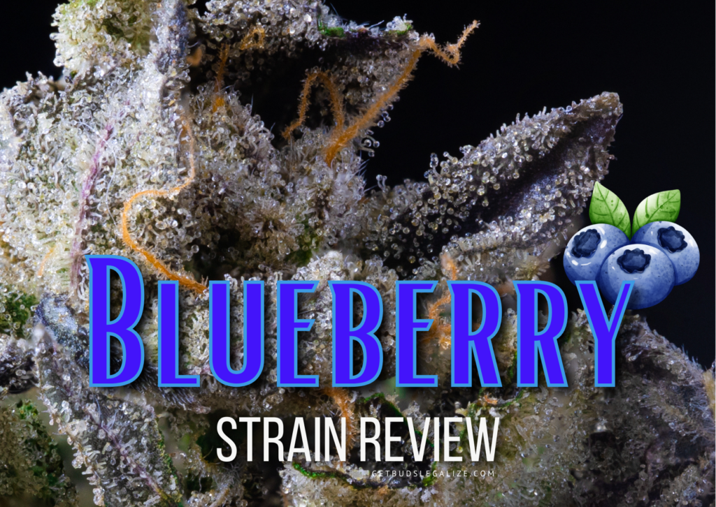 Blueberry strain review, cannabis, marijuana, weed, pot, plant, seeds, ILGM, Dutch Passion