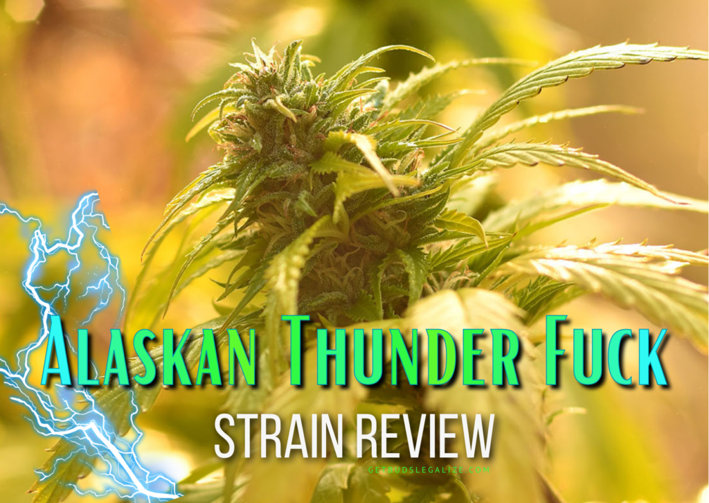 ATF Strain Review & Growing Guide [Aka Alaskan Thunder Fuck], Alaskan Thunderfuck, Matanuska Thunder Fuck, Matanuska Tundra, weed, marijuana, cannabis seeds