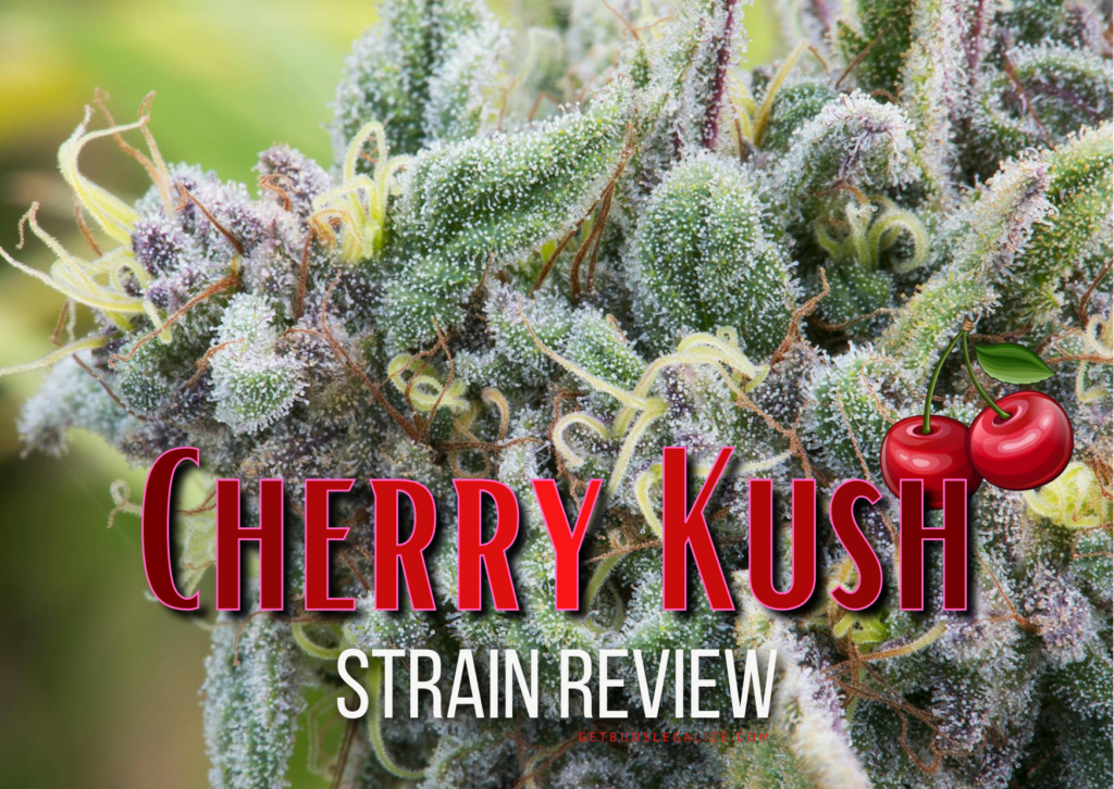 Cherry Kush Strain Review & Growing Guide, WEED , MARIJUANA, CANNABIS, SEEDS
