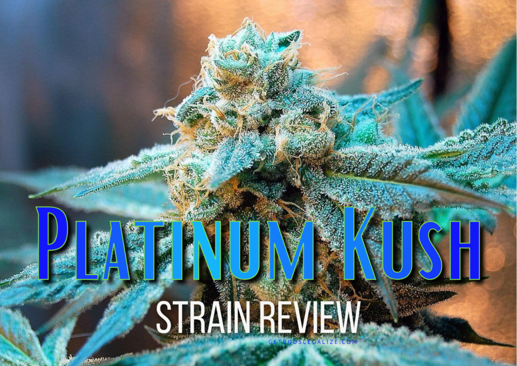 Platinum Kush Strain Review & Growing Guide, weed, marijuana, cannabis, seeds, trichomes