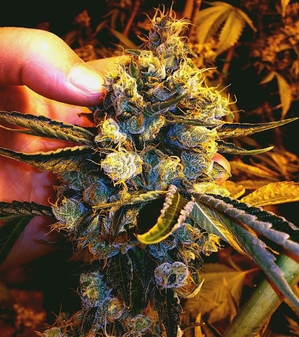 Three Kings strain review, cannabis, marijuana, weed, pot, plant, seeds