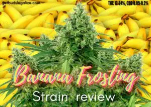 Banana Frosting strain review, cannabis, marijuana, weed, pot, seeds, sensi seeds