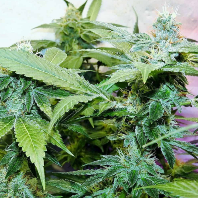 True OG Strain Review & Growing Guide | Learn All About 19 True OG Strain Review & Growing Guide, weed, marijuana, cannabis seeds, Dr. Seeds