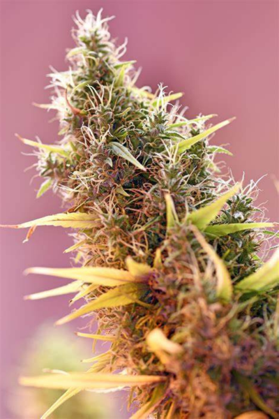 Holy Grail Strain Review & Growing Guide | Best Cannabis Seed Review 19 Holy Grail Strain Review & Growing Guide, weed, marijuana, cannabis, seeds, seedsman, dna genetics