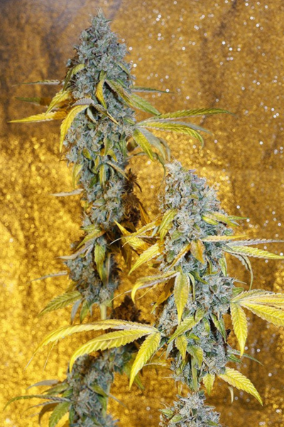 Holy Grail Strain Review & Growing Guide | Best Cannabis Seed Review 20 Holy Grail Strain Review & Growing Guide, weed, marijuana, cannabis, seeds, seedsman, dna genetics