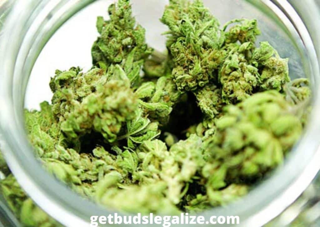 Mai-Tai-Cookies-Strain-Effects strain review cannabis grow flower