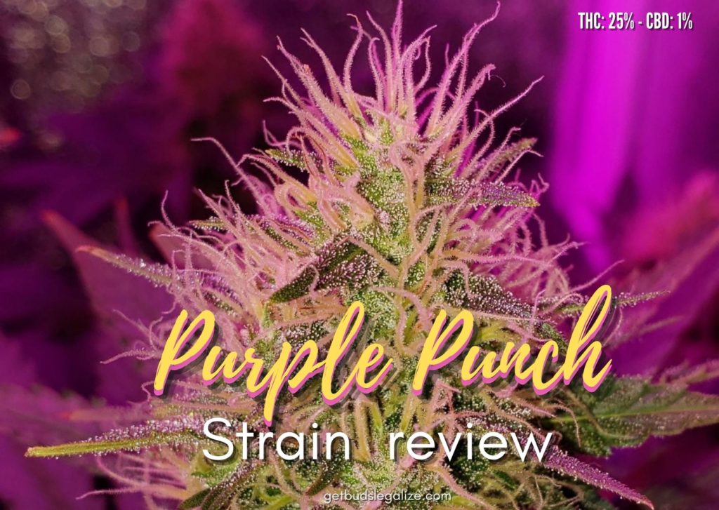 PURPLE PUNCH strain review, cannabis, weed, marijuana, pot