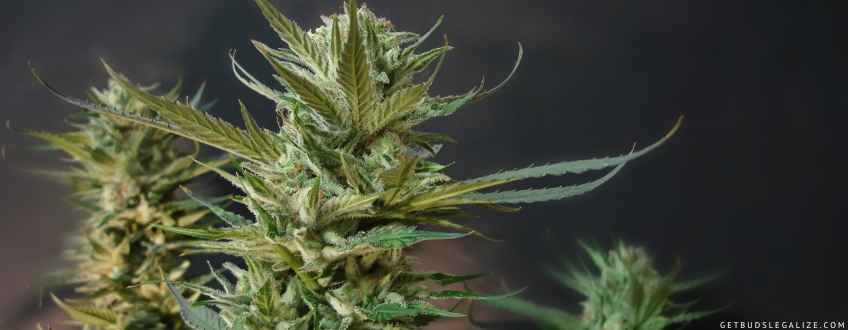 GELATO STRAIN: Marijuana Review & Growing Info