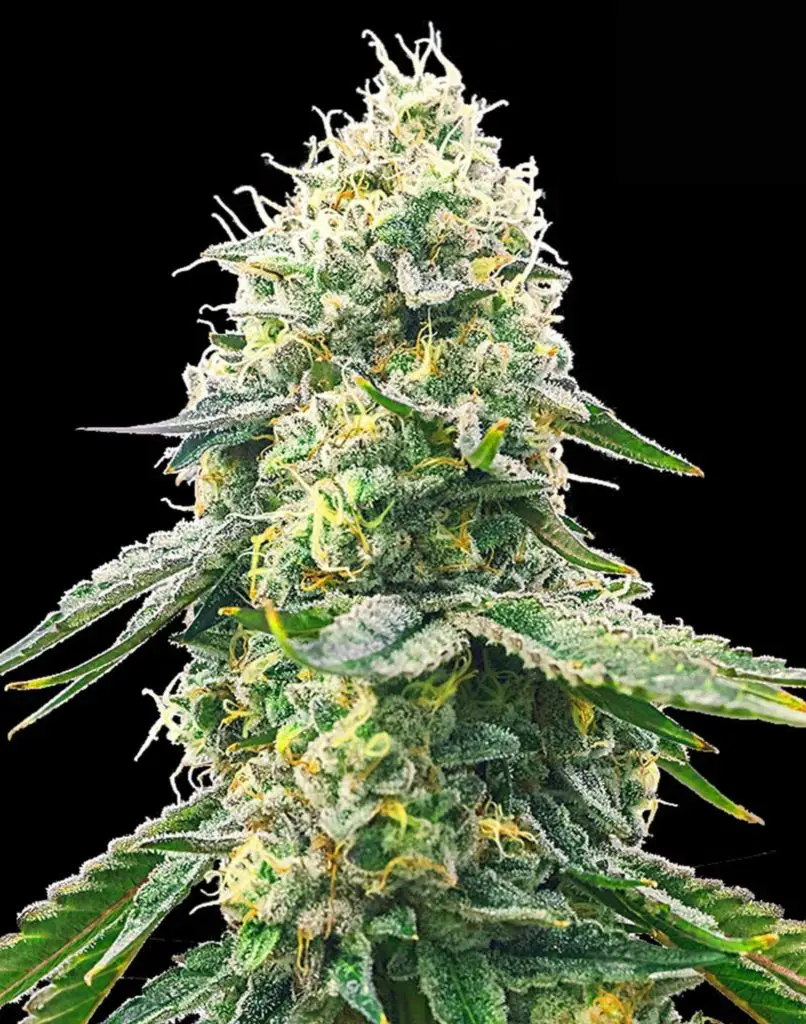 Gelato strain review, cannabis, marijuana, weed, pot, plant